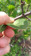 Afrocanthium gilfillanii