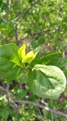 Afrocanthium gilfillanii