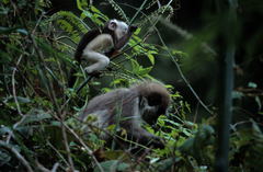 Presbytis siamensis