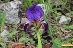 Iris pseudopumila