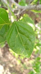Afrocanthium gilfillanii