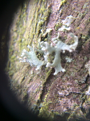 Heterodermia leucomelos