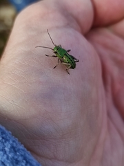 Pycnogaster cucullatus