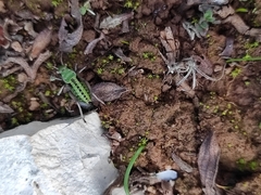 Pycnogaster cucullatus