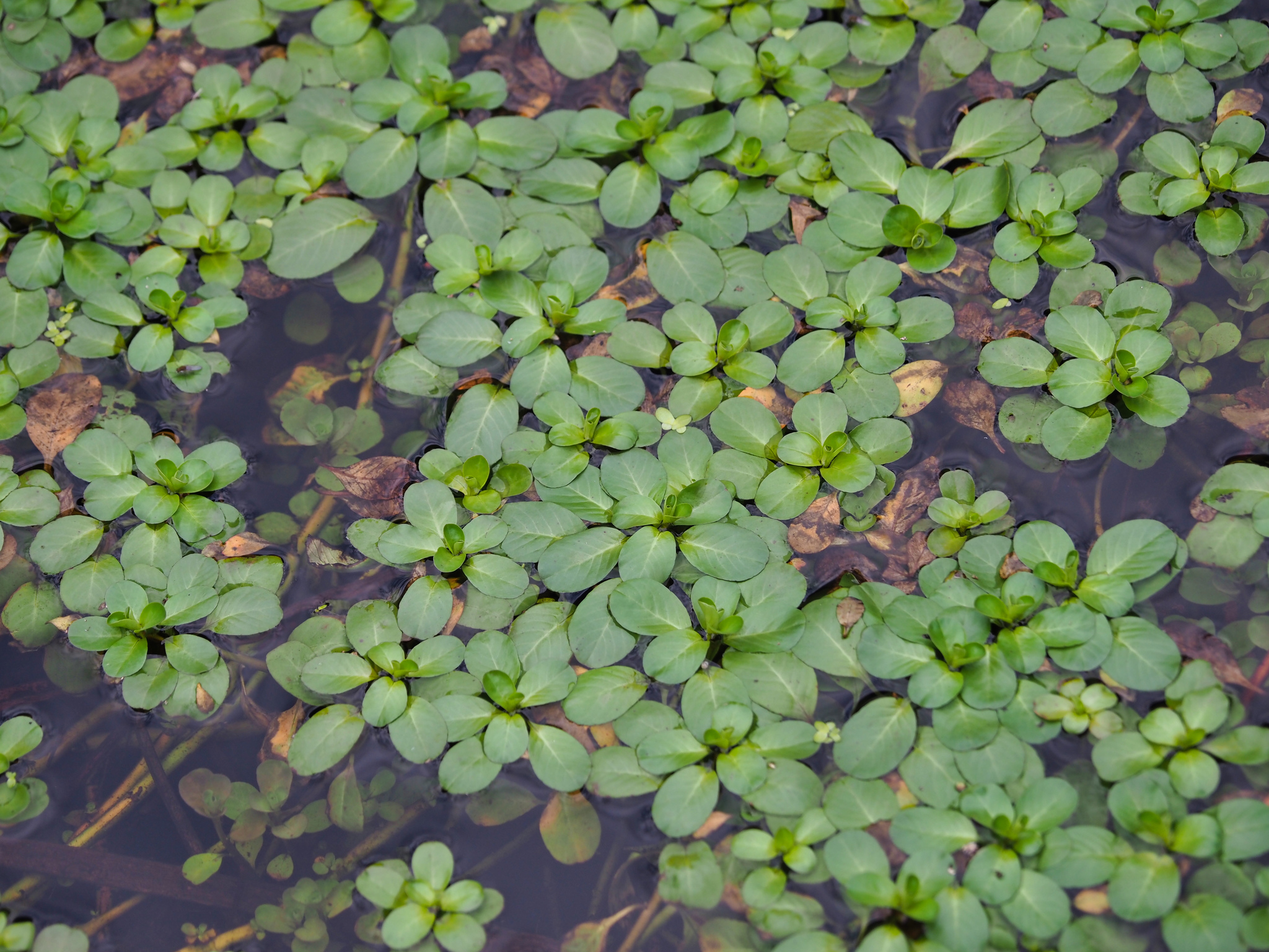 floating primrose-willow (Ludwigia peploides) · iNaturalist, image size:2048x1536