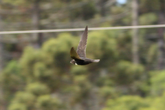 Streptoprocne biscutata