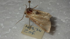 Brachylomia viminalis