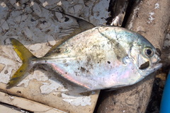 Atropus hedlandensis