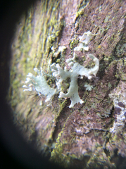 Heterodermia leucomelos