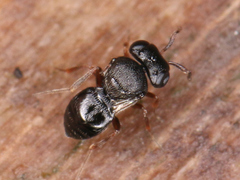 Proctotrupomorpha