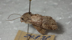 Brachylomia viminalis