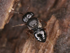 Proctotrupomorpha