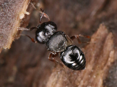 Proctotrupomorpha