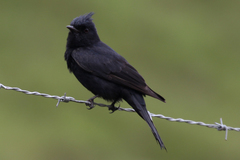Knipolegus lophotes