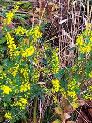 Melilotus officinalis