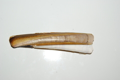 Ensis minor