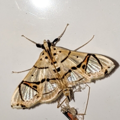 Conchylodes graphialis