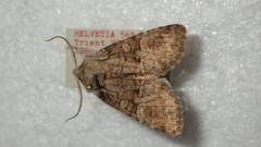 Brachylomia viminalis