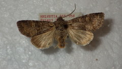 Brachylomia viminalis