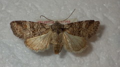 Brachylomia viminalis