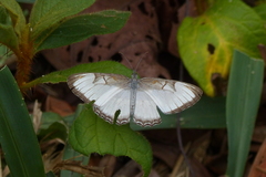 Mestra hersilia