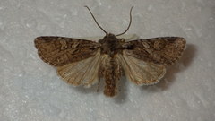 Brachylomia viminalis