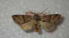 Brachylomia viminalis