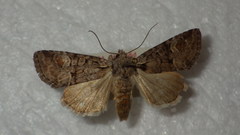 Brachylomia viminalis