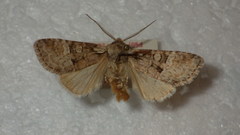 Brachylomia viminalis