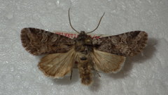 Brachylomia viminalis