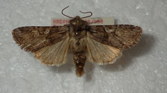 Brachylomia viminalis