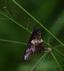 Catasticta flisa flisa