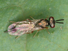 Chalcidoidea