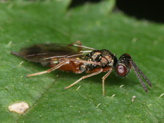 Chalcidoidea