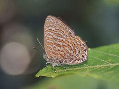 Poritia sumatrae