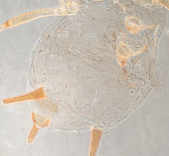 Aphis
