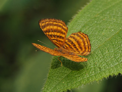 Zemeros emesoides