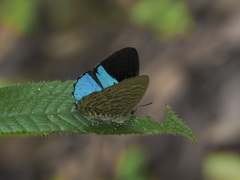 Poritia sumatrae