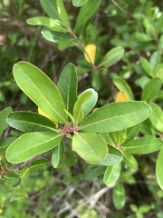 Escallonia bifida