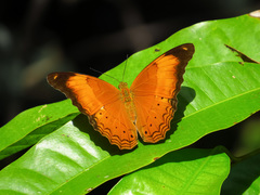 Cirrochroa malaya