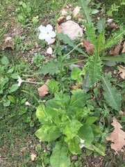 Nicotiana repanda