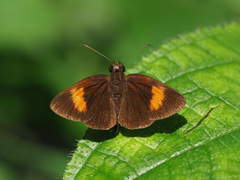 Koruthaialos rubecula