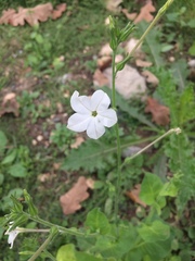 Nicotiana repanda