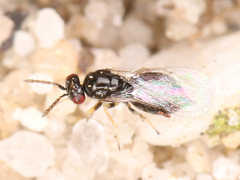 Eulophidae