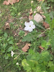 Nicotiana repanda