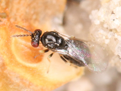 Eulophidae