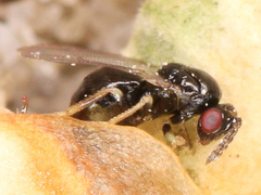Eulophidae
