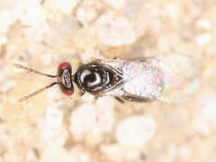 Eulophidae