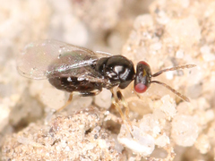 Eulophidae