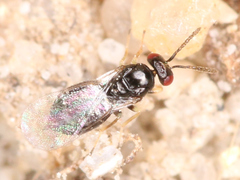 Eulophidae